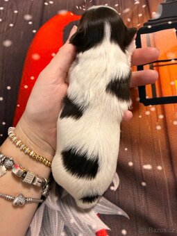 Jorkšírsky teriér s PP choco/white/tan ( Biro ) pejsek - 5