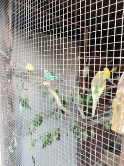 Andulka vlnkovaná - 5