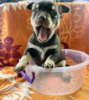 Čivava štěňátka kluci - 5