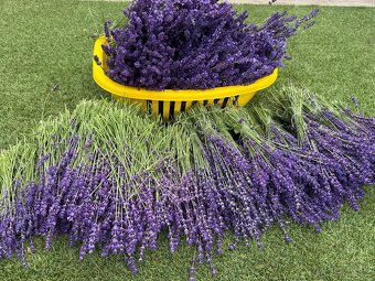 Levandule Bio čerstvě řezané - 5