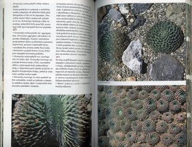 Mrazuvzdorné sukulenty a kaktusy - 5