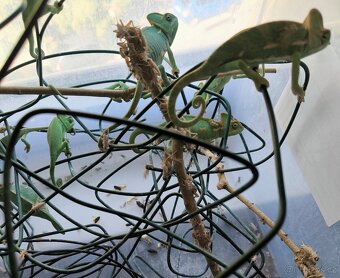 Prodám Chameleon jemenský - Chameleo calyptratus - 5