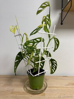 Monstera Adansonii Japanese Tricolor - 5
