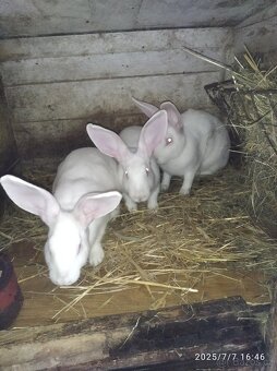 Brojlerové kralici - 5