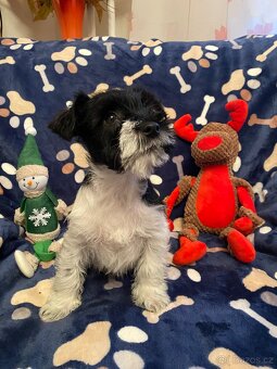 Knírač malý barevný - 5