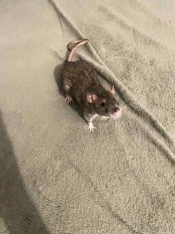 Potkany mazlicci na chov - 5