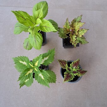 Africká kopřiva / Coleus - 5
