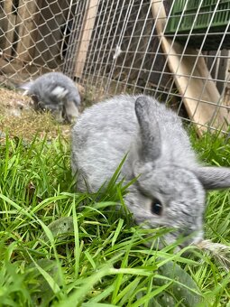 Zakrslý beránek činčilový - 5