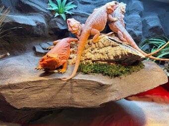 Agama vousatá samičky - 5