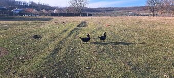 Husa Česká, kachna pižmová - 5