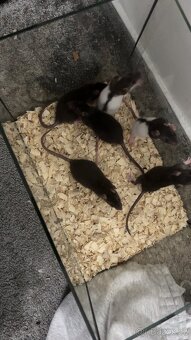 Potkánci k odběru - 5