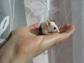 Barevná myška - na mazlíka - 5