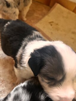 Border colie - 5