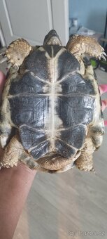 Želva+ terarium - 5