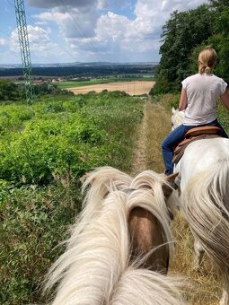 Haflingský kůň - 5