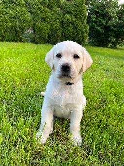 Labradorsky retrívr štěňátka - 5