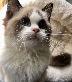 Ragdoll koťátka s PP(FIFE) - 5