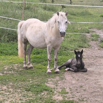 Pony kobylka - 5