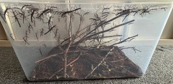 Strašilky Sungaya Inexpectata - 5