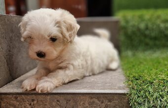 Maltipoo - 5