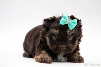 chocolate yorkshire terrier s PP - 5