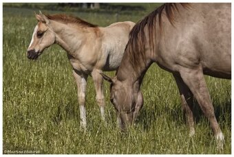 QH s PP- letošní hřebeček "Dasty" na prodej - 5