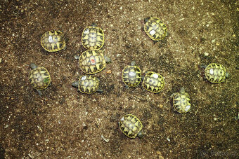 suchozemská Želva zelenavá (Testudo hermanni) - mláďata - 5