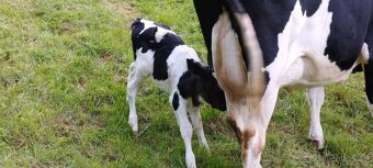 Holštýnka s teletem - 5