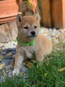 Shiba inu - 5