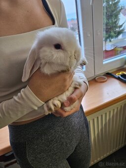 Zakrslý králík - 5