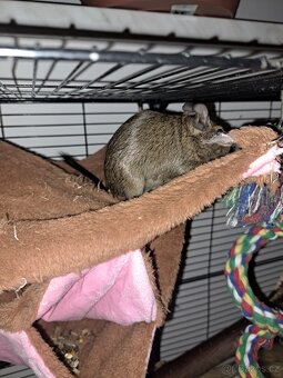 Osmák Degu - 5