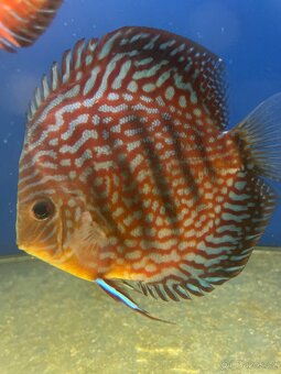 Terčovec -Diskus - 5