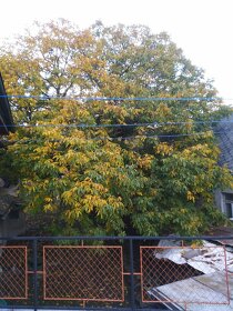 VYPRODÁNO - Vlašské ořechy 2025 - 5