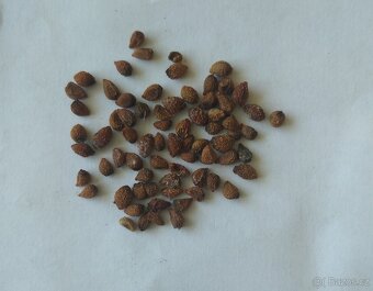 Kosatec různobarevný- Iris variegata 50 semen 50 Kč - 5