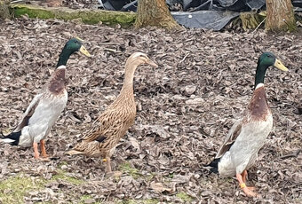 Indický běžec - pár - 5