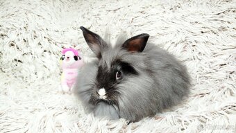 Zakrslý králík, králíček - HOLLY - 5