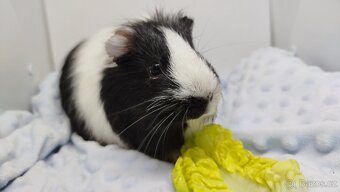 Zakrslý beránek, králíček,6- BARČA A BOBINKA - 5