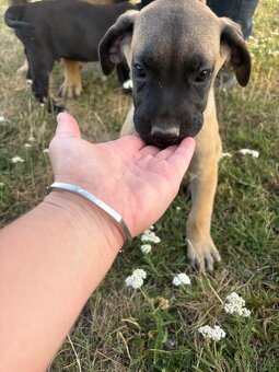 Štěňata cane corso X Presa canaria - 5
