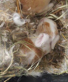 🐇🐰 Zakrslý beránek – mláďata k rezervaci - 5
