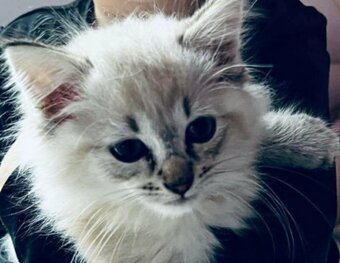 Mačiatka ragdoll - 5