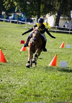 Klisna hafling - pony B do sportu - 5