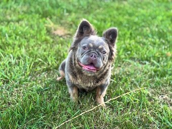 Isabela gen Lilac Tan Fluffy fenka Francúzsky buldoček - 5