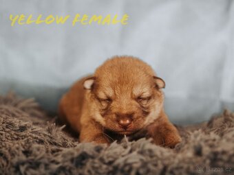 Saarloosův vlčák - prodej - 5