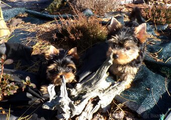 Jorkšírský terier s PP - 5