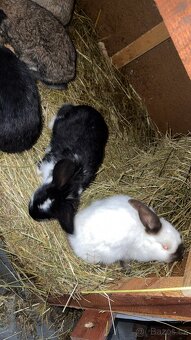 Králíci na prodej - 5