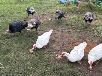 Krůty+ kachny+ kohouti - 5