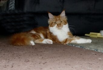 Mainská mývalí - 5