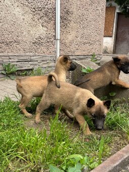 Belgický ovčák Malinois štěňátka - 5