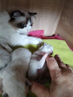 Koťátka s PP plemena Ragdoll - 5