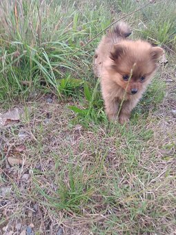 Pomeranian mini Boo - 5